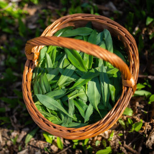 Bärlauchzeit: Vollkorn-Bärlauchbrot oder Dinkel-Bärlauch-Fladen – einfache Varianten für den Frühling